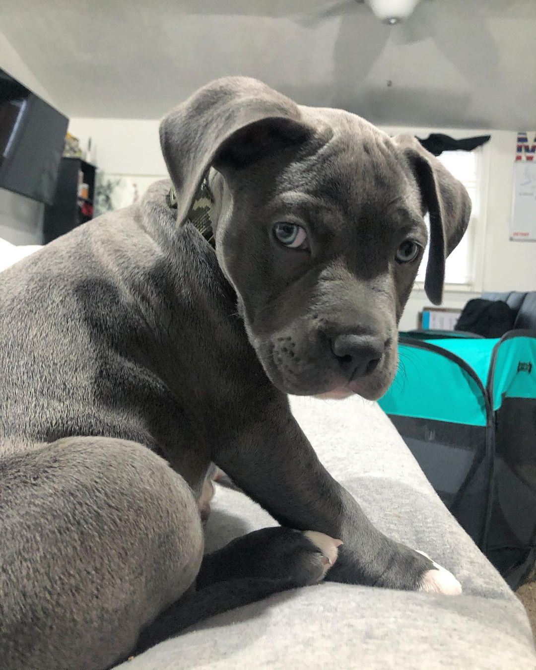 Kubo, cachorro macho American Pitbull